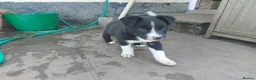 Border Collie dogs for sale: Confident, Friendly Collie Puppies - Advert 10