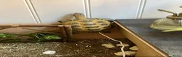 Tortoise reptiles for sale: Horsfield Tortoise age 6 - Advert 11