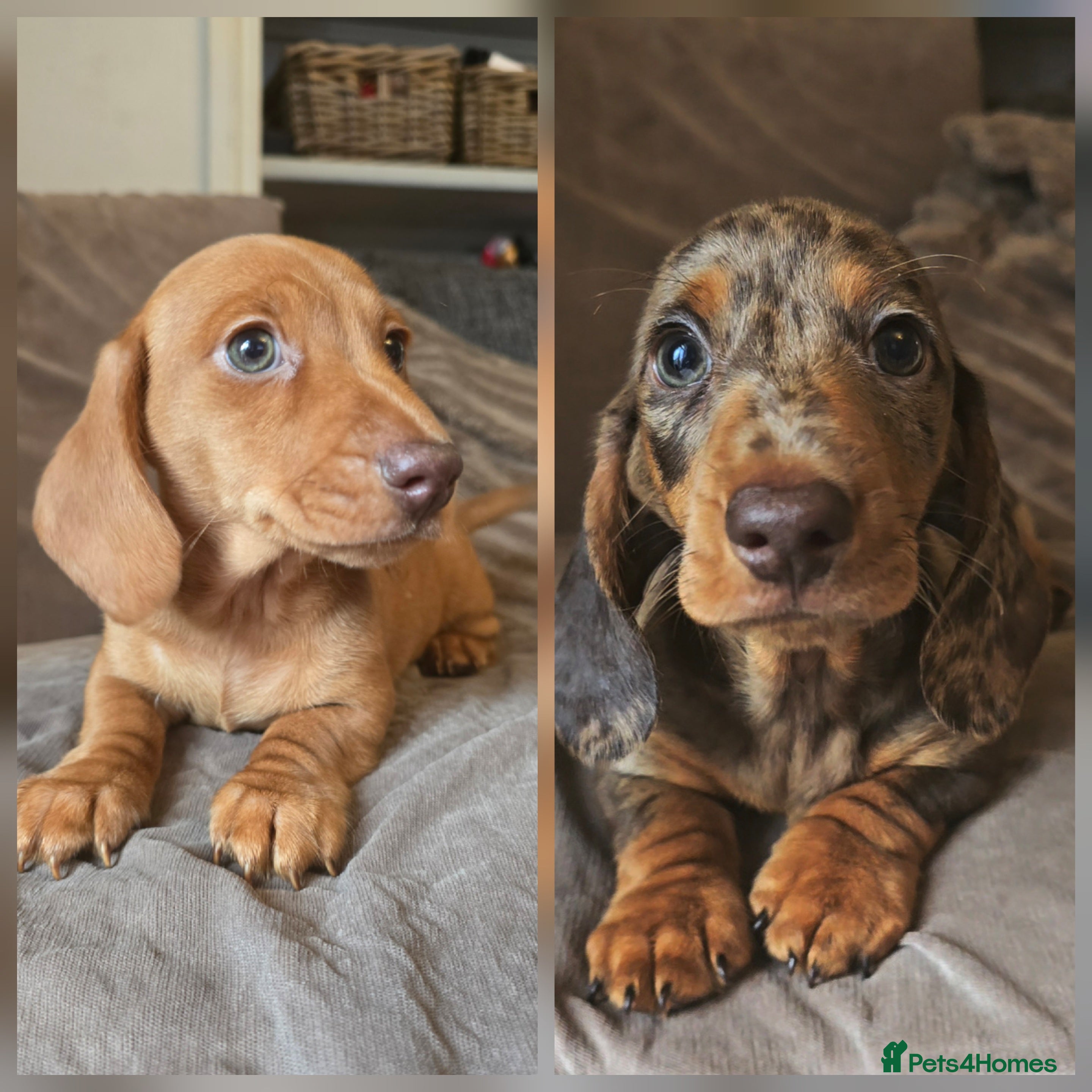 Miniature Dachshund dogs 💙Miniature Dachund boys💙READY NOW!  - Advert 3
