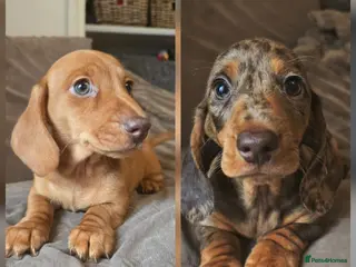 Miniature Dachshund dogs 💙Miniature Dachund boys💙READY NOW! - Advert 3