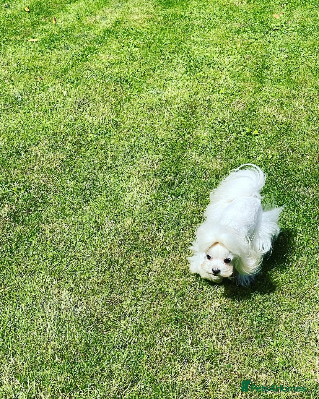 Maltese dogs for stud: STUNNING 💎DIAMOND💎 OPEN AT STUD HEALTH TESTED in Grays - Advert 19