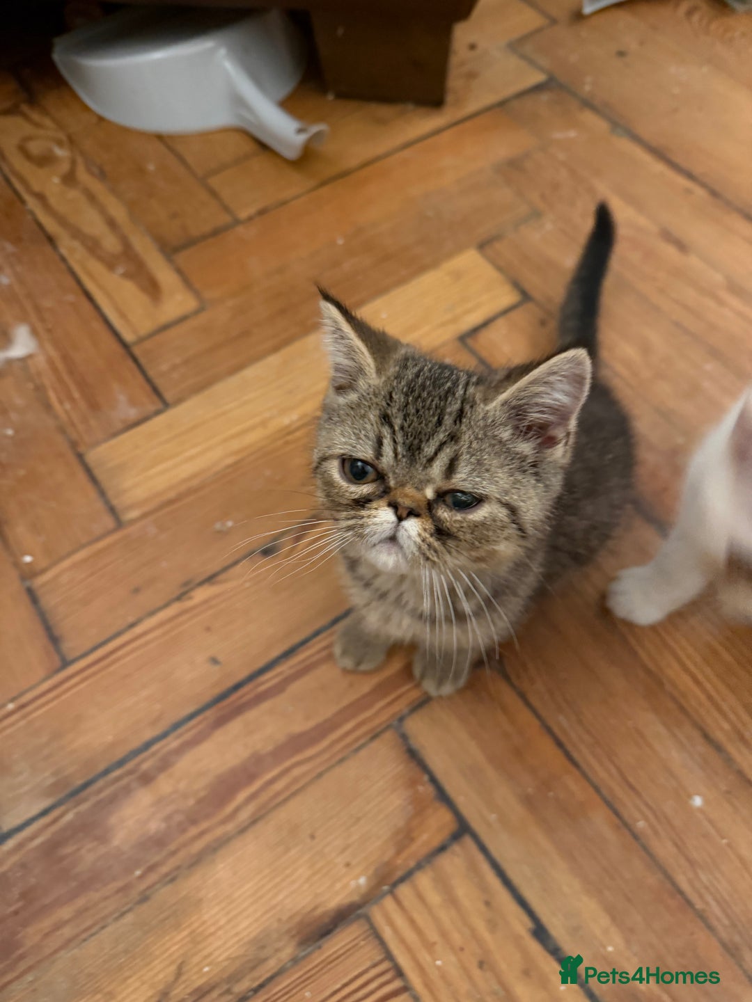 Exotic cats for sale: Beautiful exotic kittens for sale - Advert 5