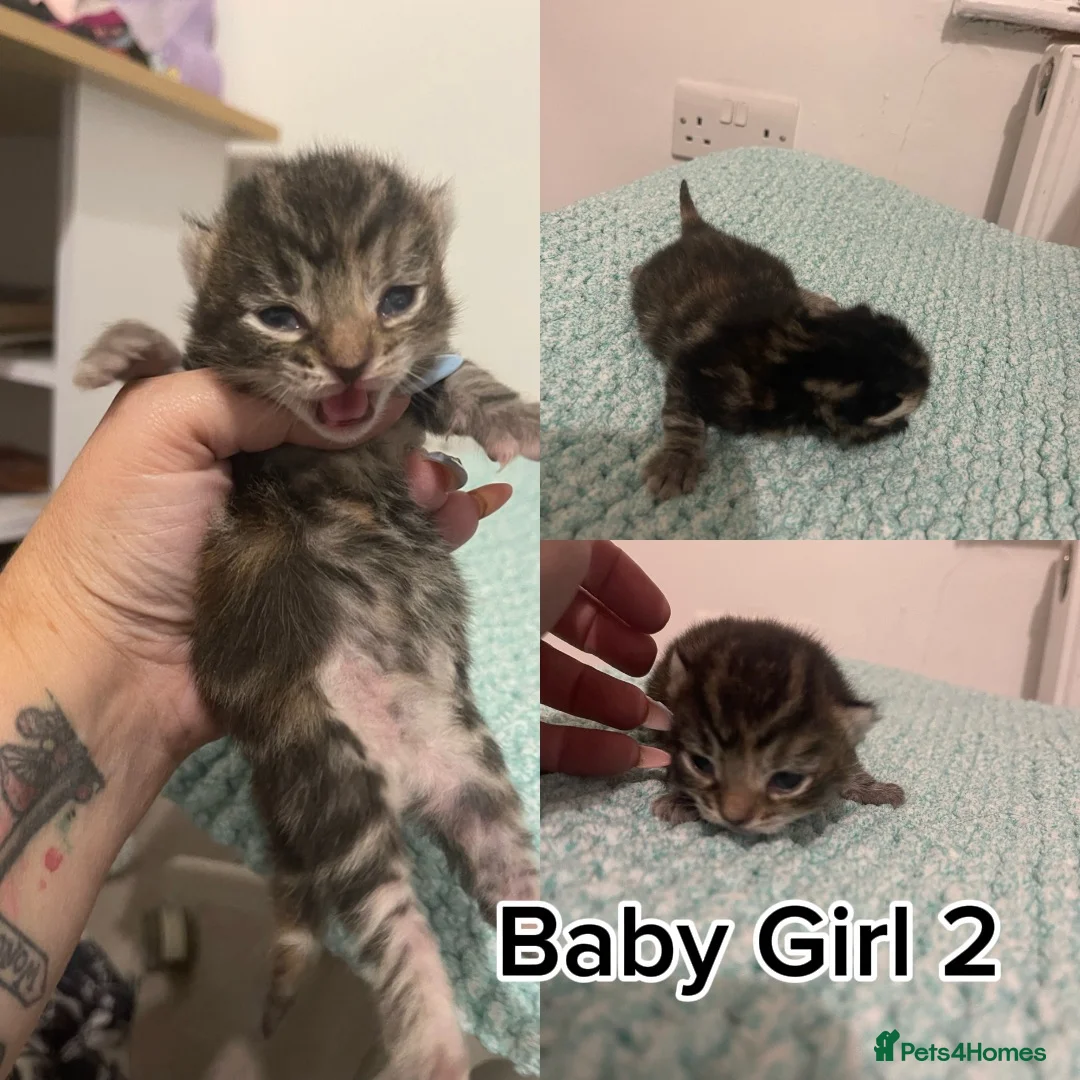 Mixed Breed cats for sale: 3 Beautiful Kittens Looking For Forever Home - Advert 4