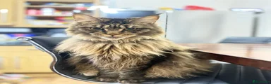 Maine Coon 1