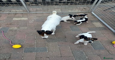 Jack Russell dogs - Advert 7