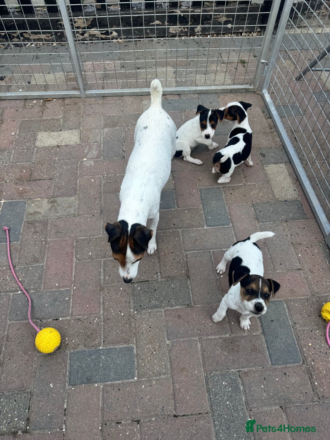Jack Russell dogs for sale: Quality pure Jack Russell pups  - Image 2