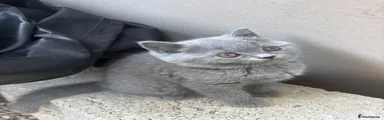 British Shorthair 1 - SOLD