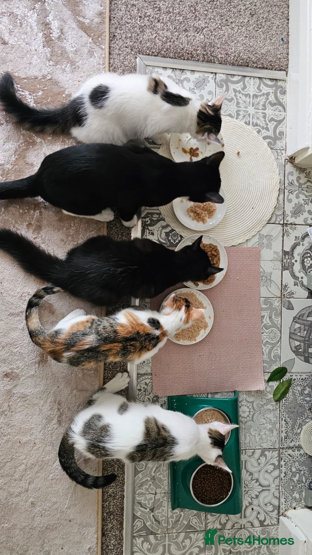 Mixed Breed cats for adoption: Rescue calico kitten in need of home - Image 8