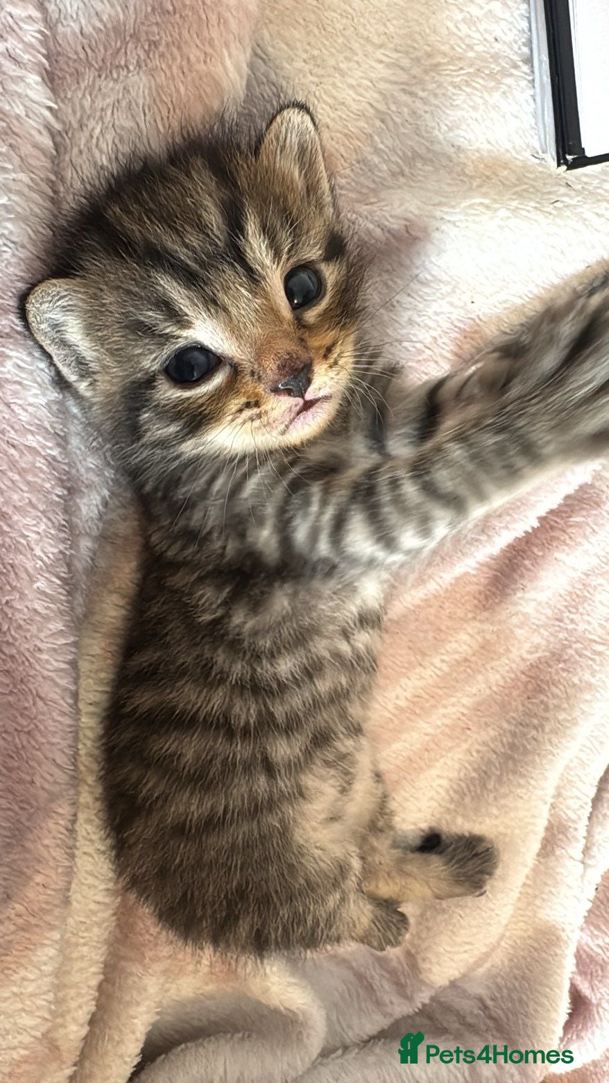 Mixed Breed cats 4 Beautiful Tabby cats - Advert 9