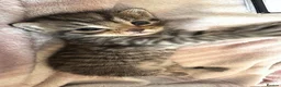 Mixed Breed cats for sale: 4 Beautiful Tabby cats - Advert 1