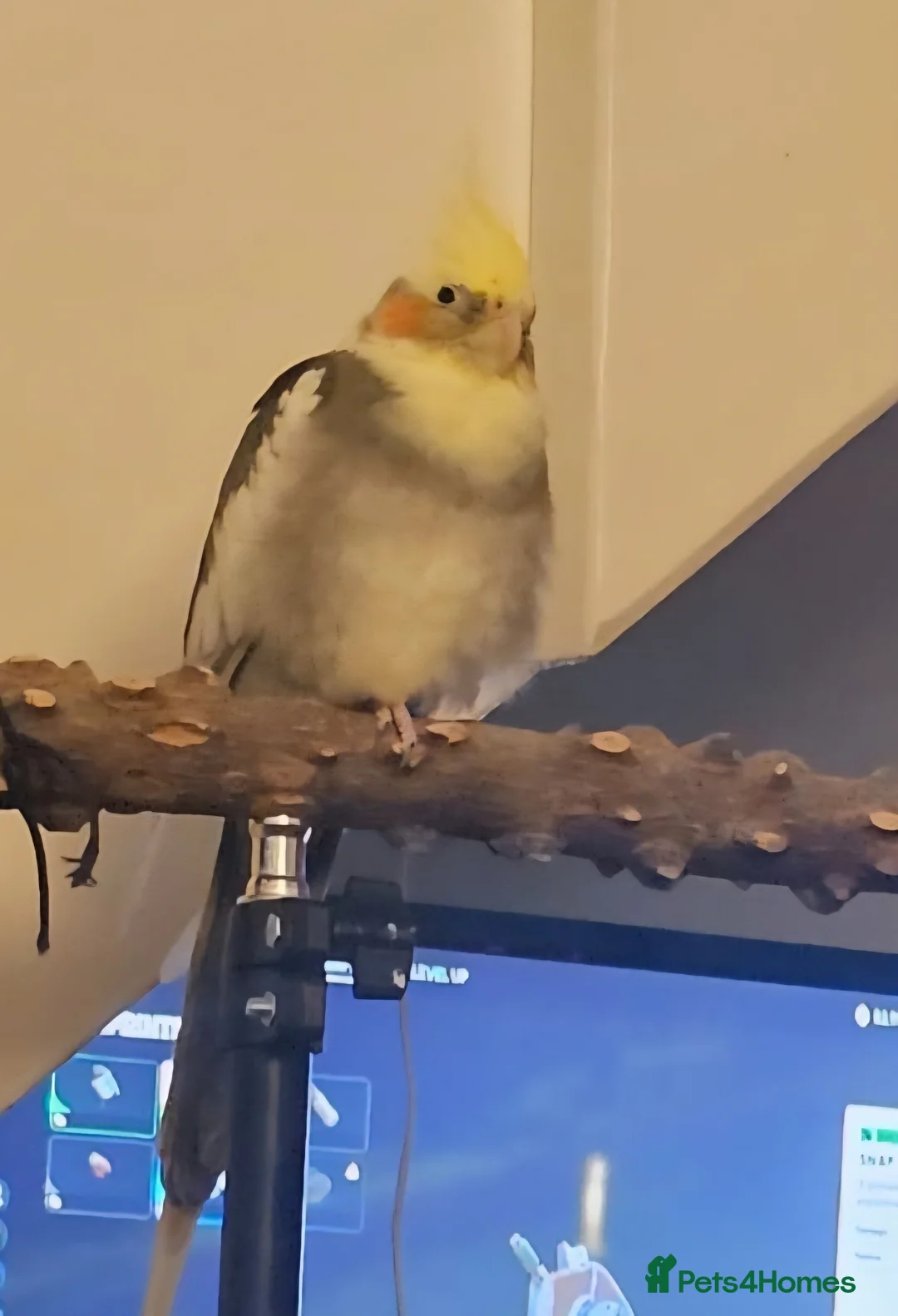 Cockatiels birds for sale: Cockatiel Looking for a Loving Home - Advert 2