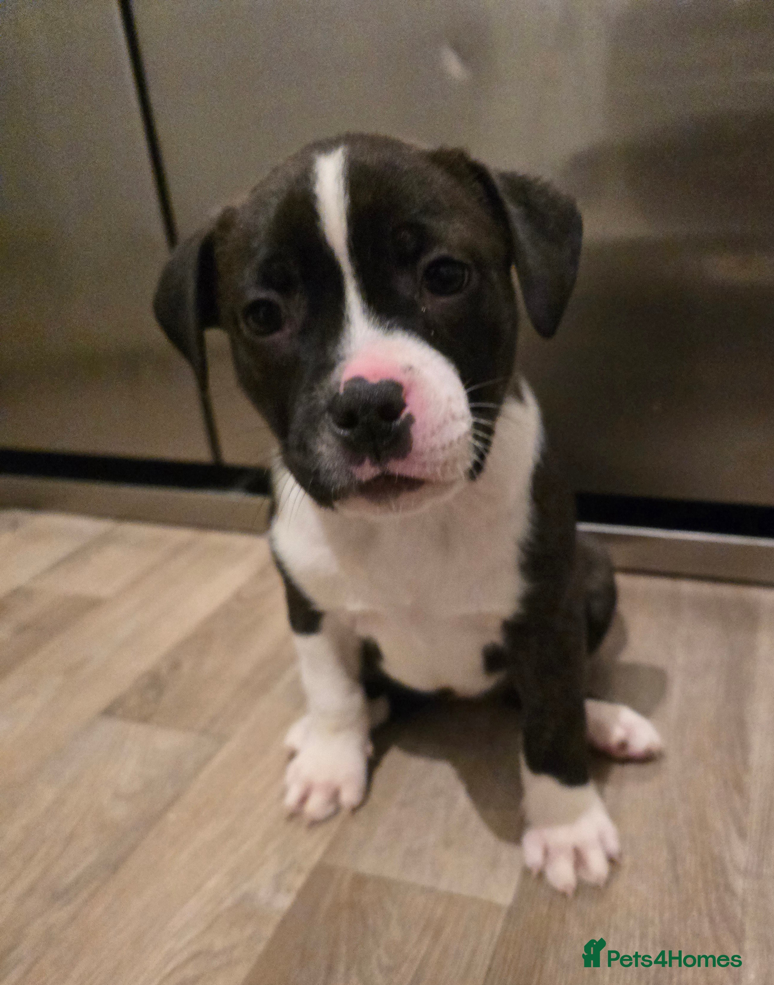 American Bull Staffy dogs READY TO LEAVE NOW🩷 Staff x American Bull  - Advert 2