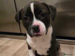 American Bull Staffy dogs Ready to leave Friday ❤️STAFF x American Bull❤️❤️ - Advert 1