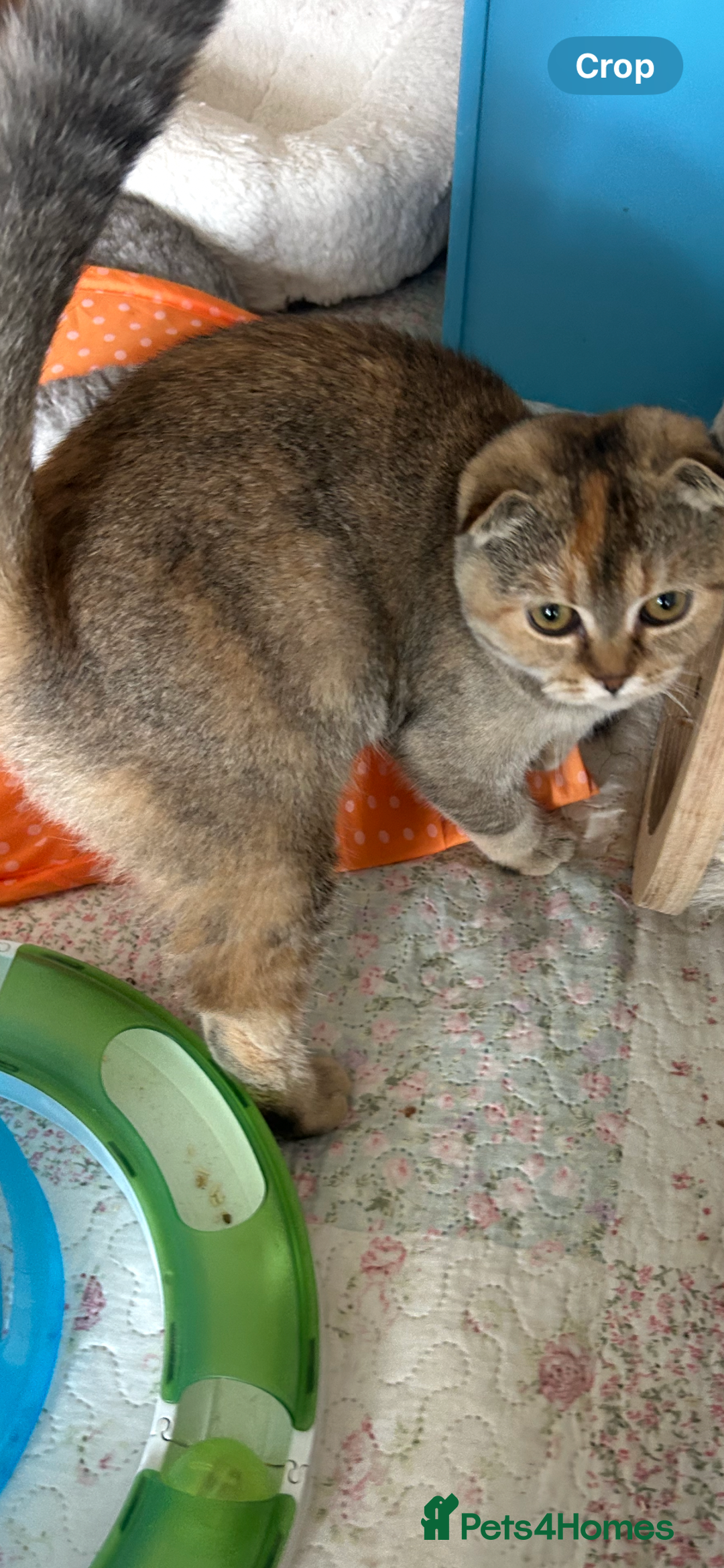 Scottish Fold cats for sale: Kittens Ready for Their Forever Homes - Image 16