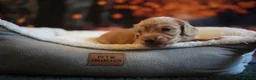 Miniature Dachshund dogs for sale: Beautiful cream mini longs, IVDD Screened parents  - Advert 1