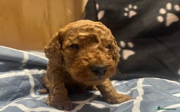 Cockapoo dogs for sale: Ready Monday 2 Cockapoo females  - Advert 32