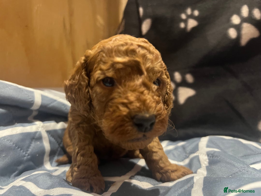 Cockapoo dogs for sale: Ready Monday 2 Cockapoo females  - Advert 32