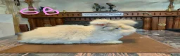 Angora rabbits for sale: Gorgeous Angora Rabbits, Pure Bred Full Faced. - Advert 6