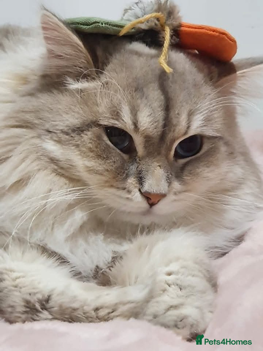 Siberian cats for sale: Blue Eyed Siberian Blue Point Kittens - Advert 10