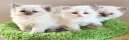 Ragdoll cats for sale: Champion pedigree Chucky Ragdoll babies  - Advert 5