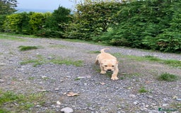 Labrador Retriever dogs for sale: KC Reg Labrador Puppy **LAST ONE ** - Image 5