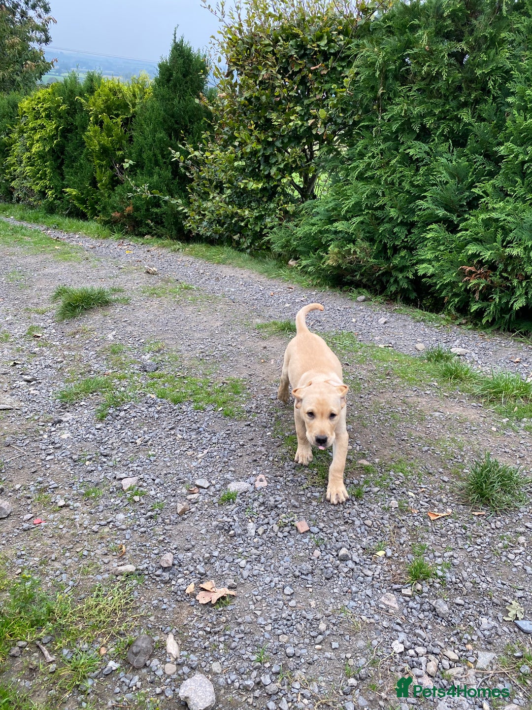 Labrador Retriever dogs for sale: KC Reg Labrador Puppy **LAST ONE ** - Image 5