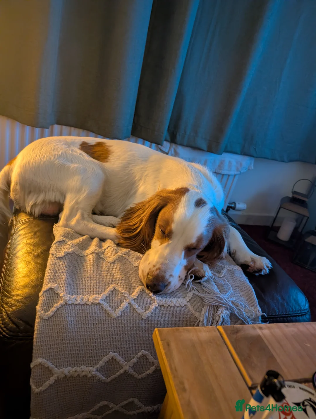 Cocker Spaniel dogs for sale: Wallace/Wally - Advert 13
