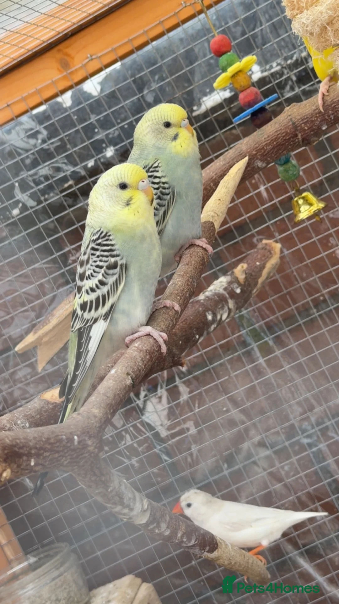 Budgerigars birds for sale: Budgies  in Lancaster - Advert 6