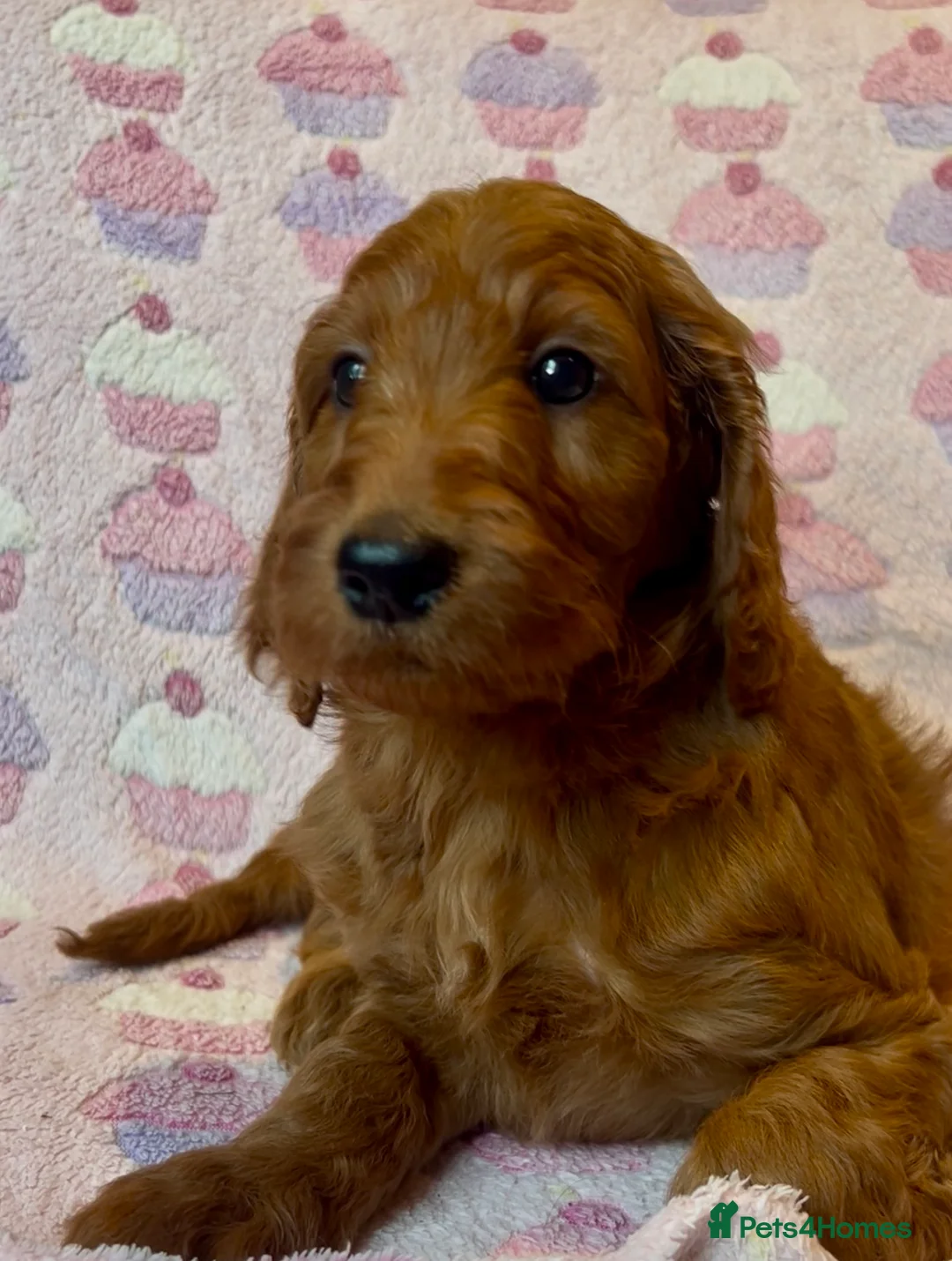 Irish Doodle dogs for sale: Beautiful F1Standard Irish doodle puppies  - Advert 2