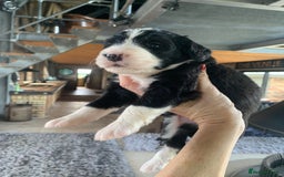 Bernedoodle dogs for sale: F1 Standard Bernedoodle Puppies LN8 - Image 11