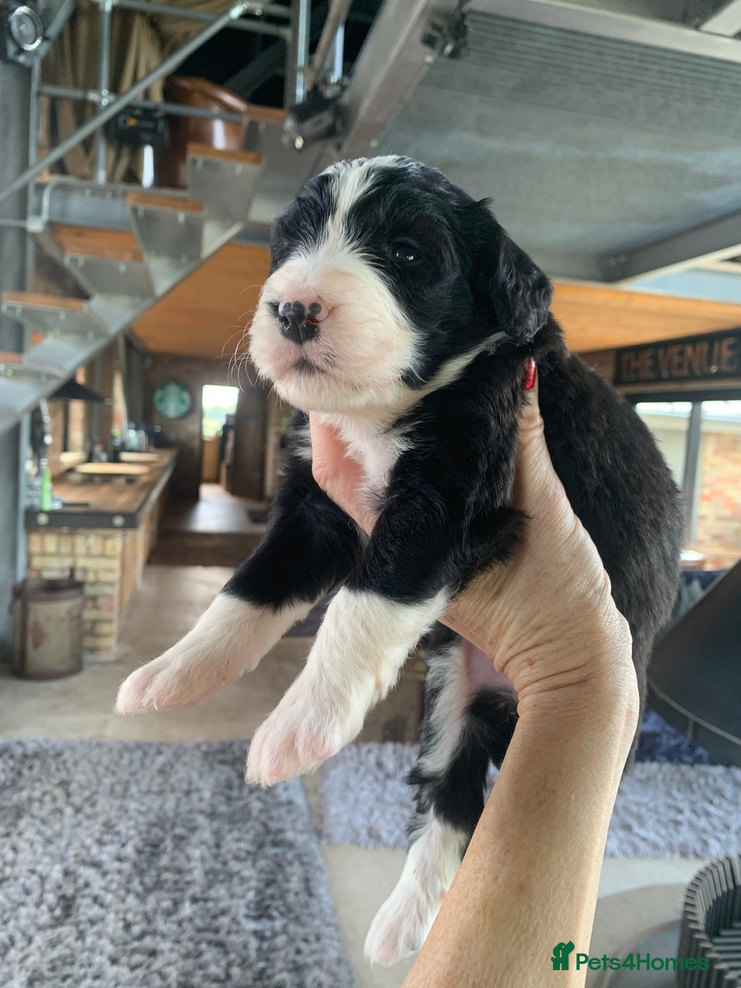 Bernedoodle dogs for sale: F1 Standard Bernedoodle Puppies LN8 - Image 11