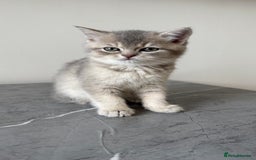 British Shorthair cats for sale: Adorable British Shorthair Kittens  - Image 4