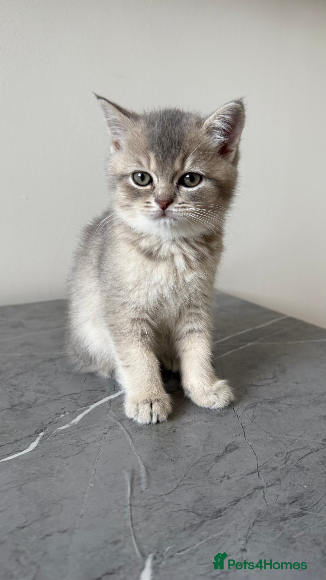 British Shorthair cats for sale: Adorable British Shorthair Kittens  - Image 4