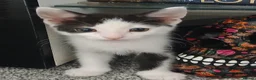 Mixed Breed cats for sale: Forever homes required in Gravesend - Advert 3
