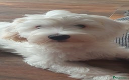 Chinese Crested dogs for sale:  KC REGISTERED AND FULLY VACCINATED BABY BOY  in Swindon - Image 2