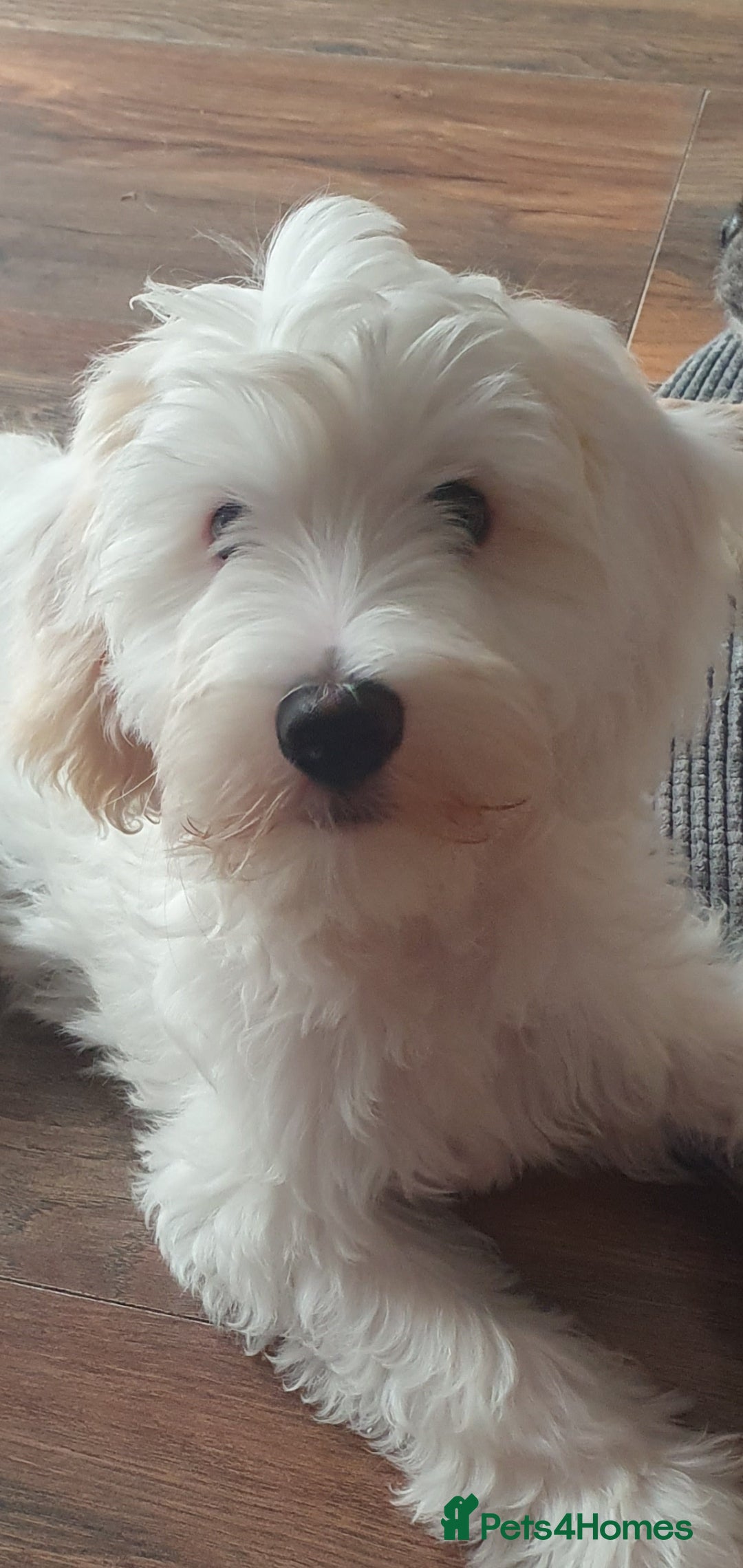 Chinese Crested dogs for sale:  KC REGISTERED AND FULLY VACCINATED BABY BOY  in Swindon - Image 2