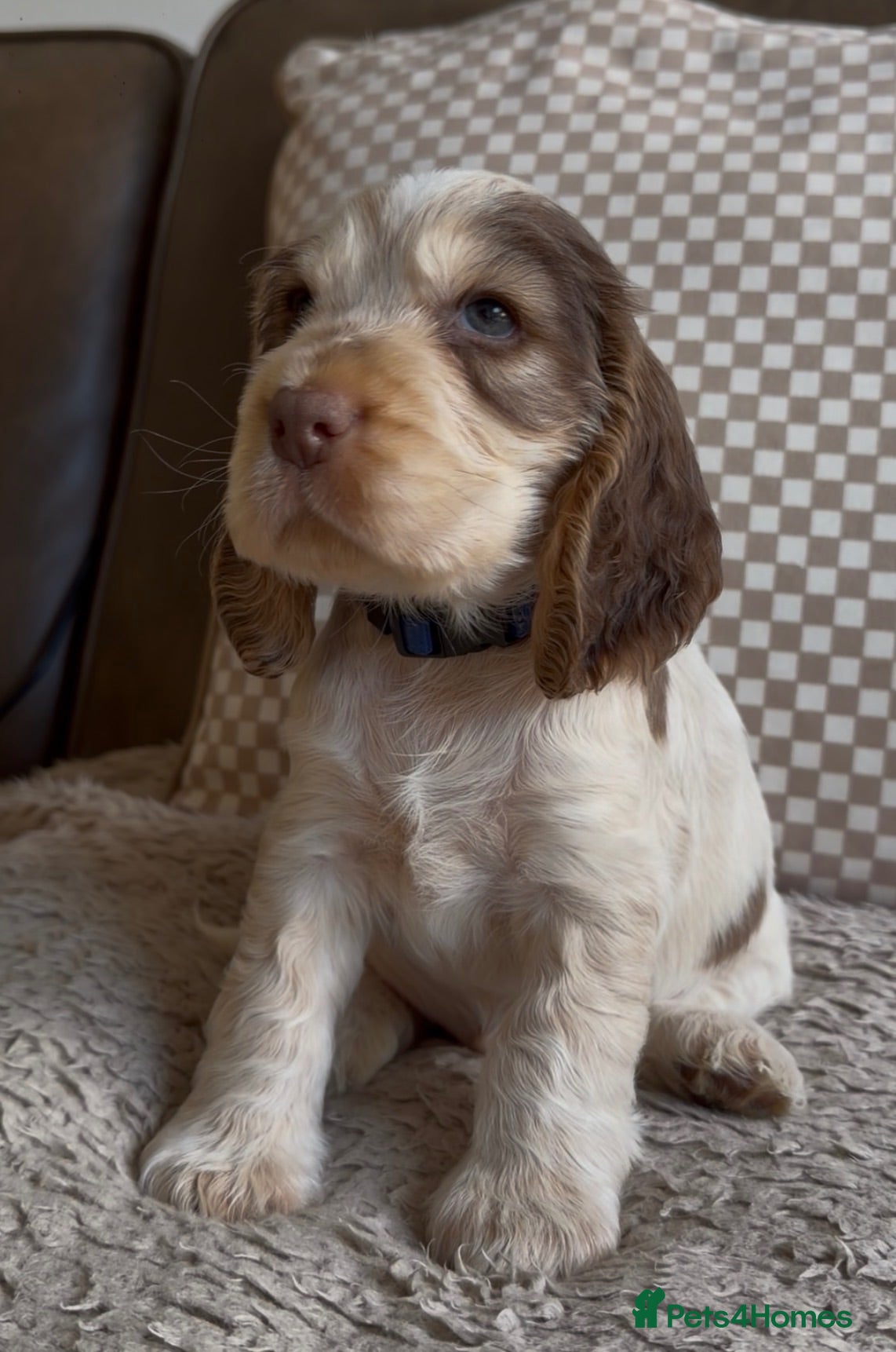 Cocker Spaniel dogs LAST BOY- TRUE SHOW TYPE COCKER SPANIELS - Advert 2