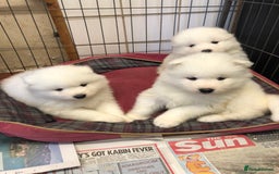 Samoyed dogs for sale: 🐾 Gorgeous Samoyed Puppies 🐾 - Image 3