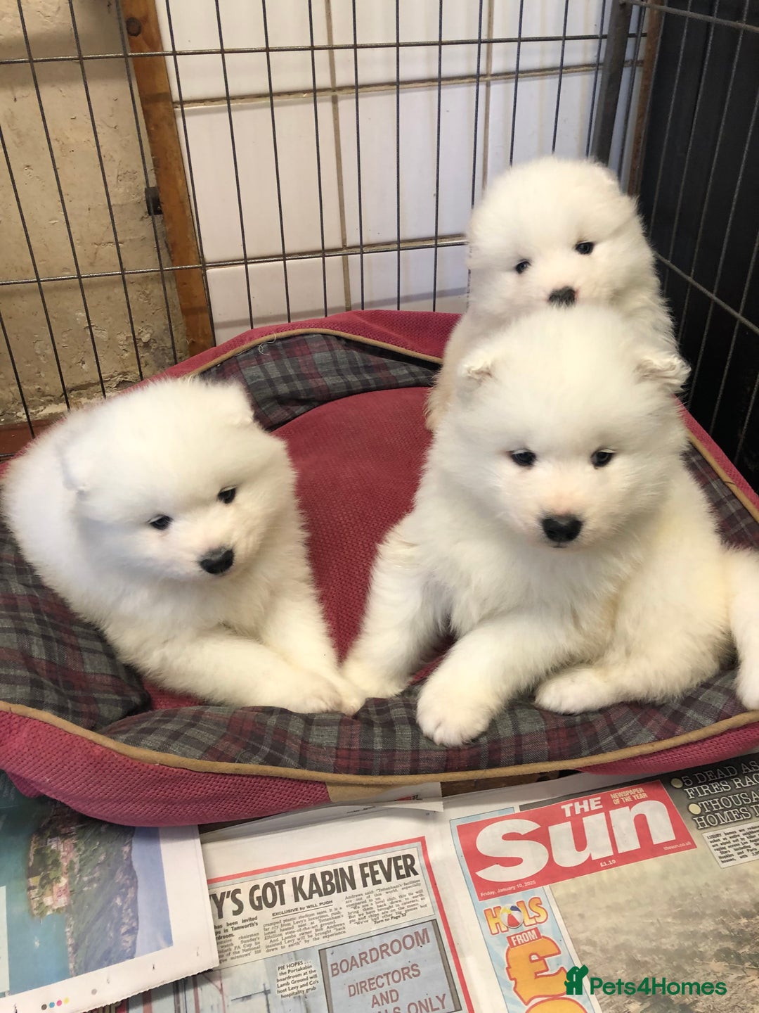Samoyed dogs for sale: 🐾 Gorgeous Samoyed Puppies 🐾 - Image 3