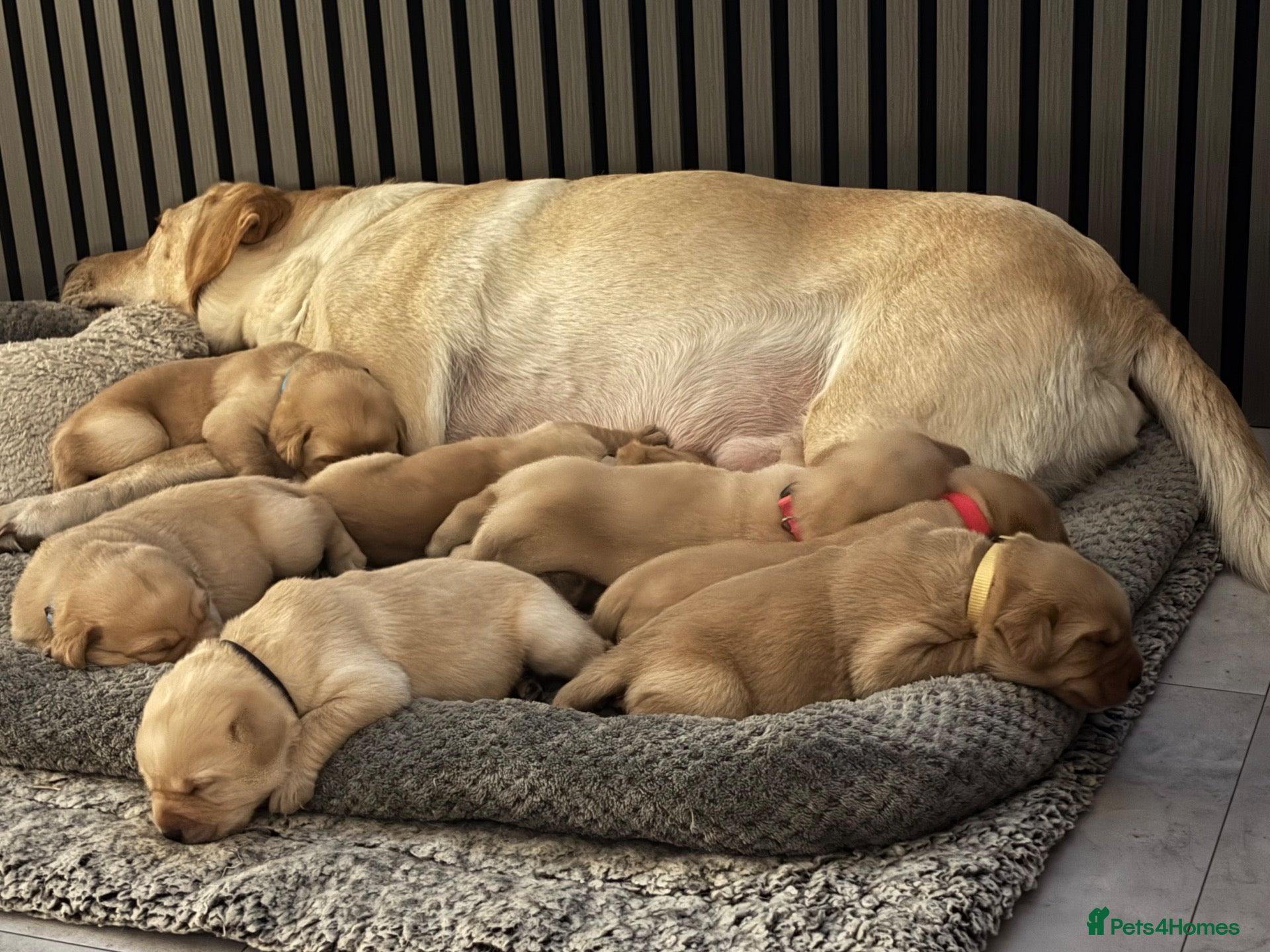 Labrador Retriever dogs Beautiful Labrador Puppies - Advert 6