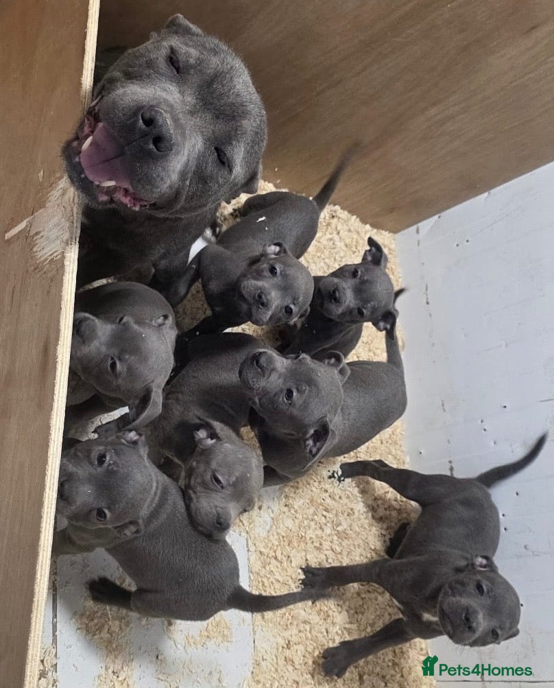 Staffordshire Bull Terrier dogs SMALLEST KC REG SBT PUPPY  - Advert 17