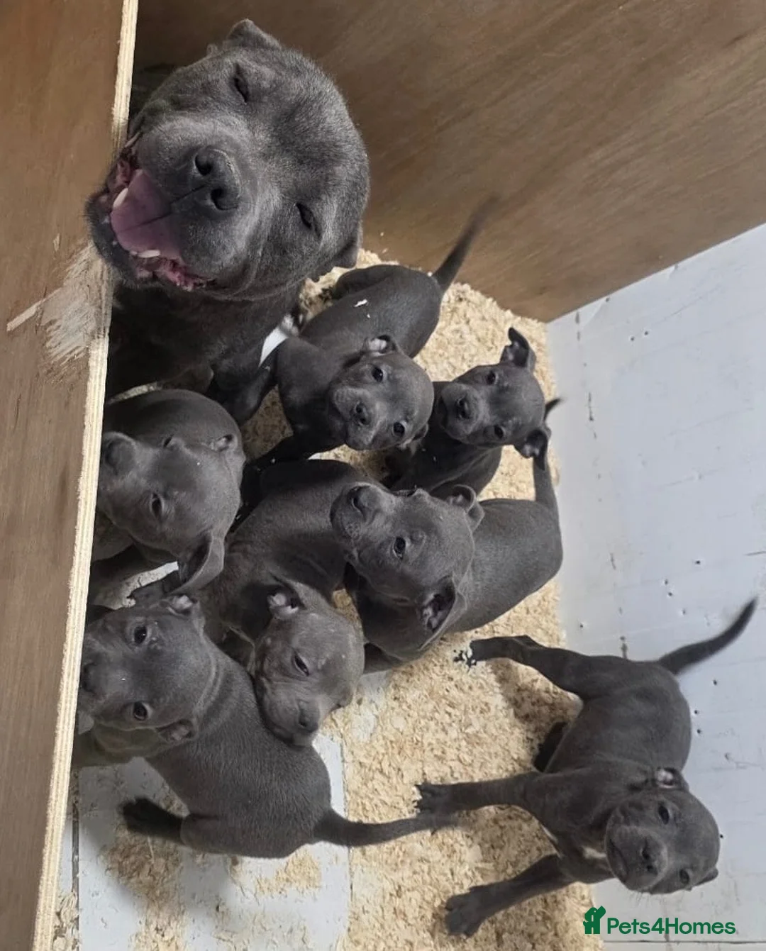 Staffordshire Bull Terrier dogs for sale: SMALLEST KC REG SBT PUPPY  - Advert 1