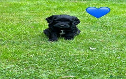 Mixed Breed dogs for sale: Sprockerpoo puppies.. Available from 11/10 - Image 2