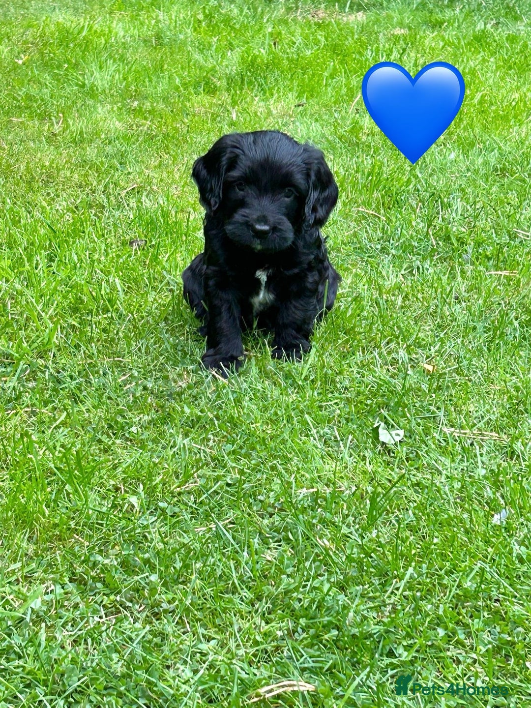 Mixed Breed dogs for sale: Sprockerpoo puppies.. Available from 11/10 - Image 2