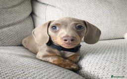 Miniature Dachshund dogs for sale: Miniature Dachshund Puppy - Image 1