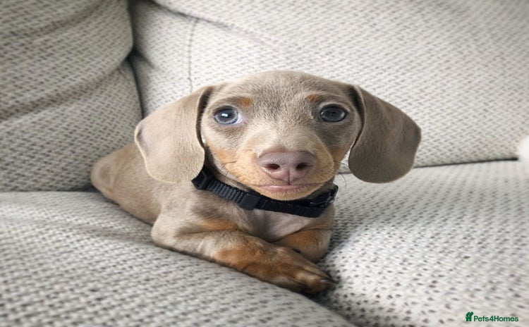 Miniature Dachshund dogs - Advert 1