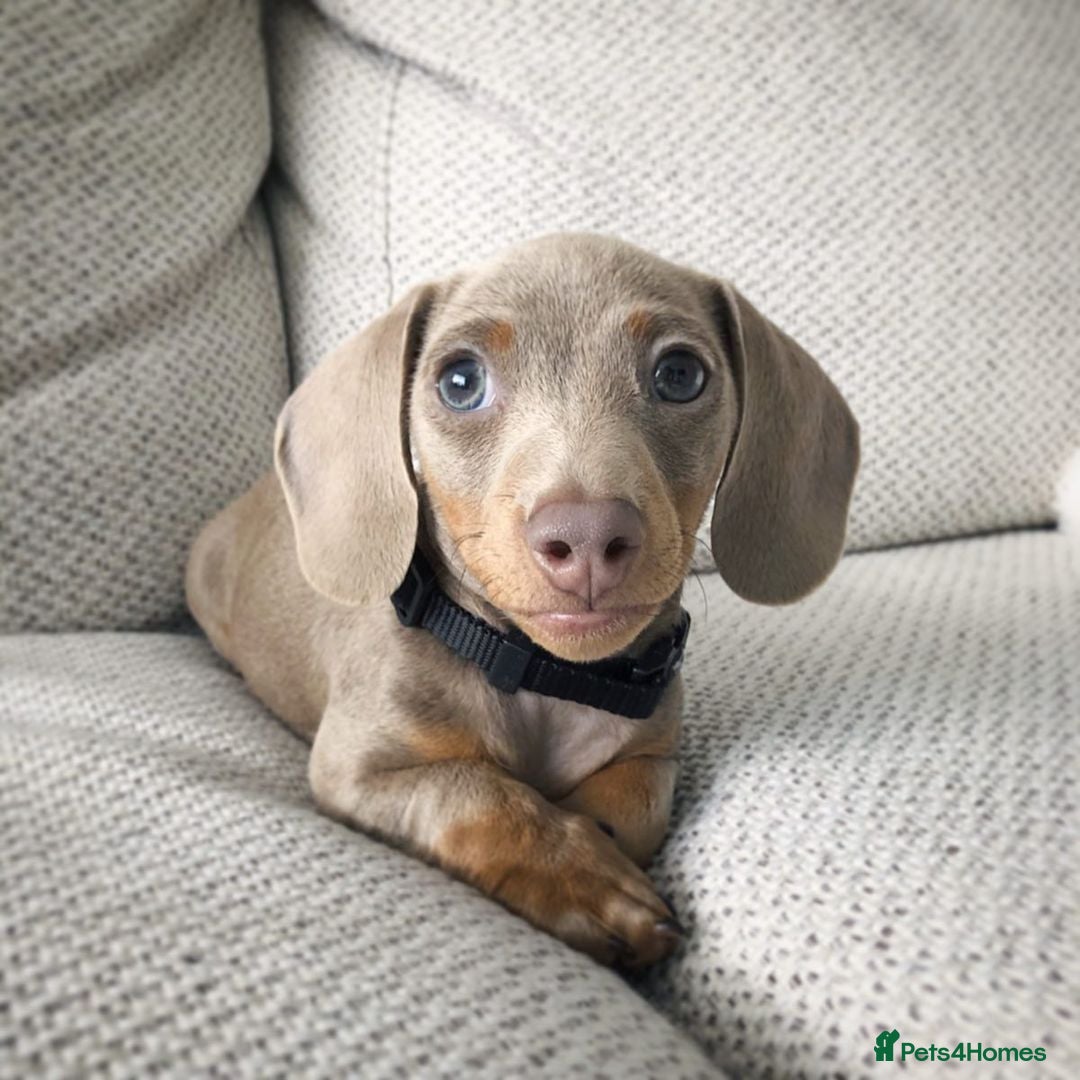 Miniature Dachshund dogs for sale: Miniature Dachshund Puppy - Image 1