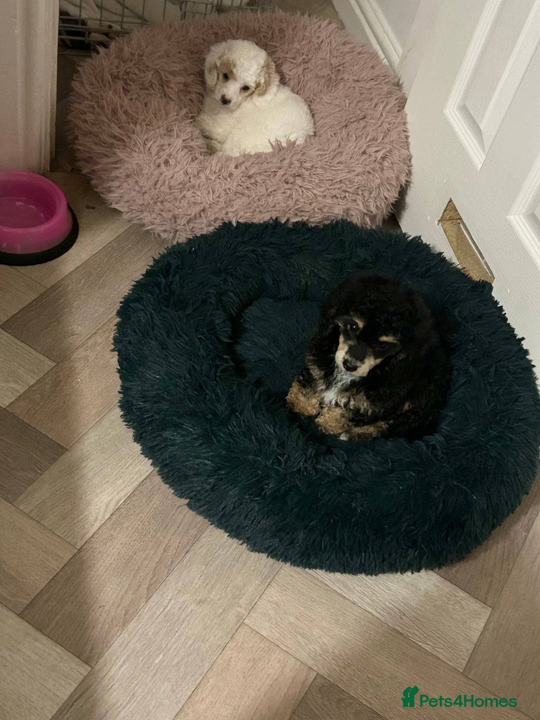 Toy Poodle dogs for sale: Beautiful phanotom toy poodle boys  - Advert 9