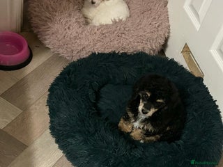 Toy Poodle dogs Beautiful phanotom toy poodle boys - Advert 5