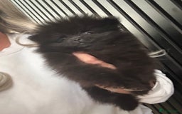 Pomeranian dogs for sale: Adorable bear faced fluffy merle Pomeranians - Image 11